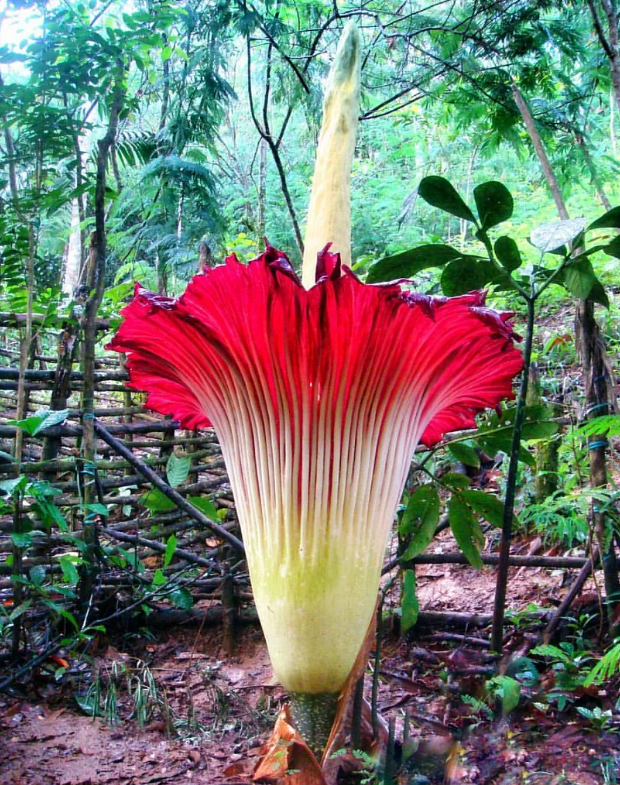 ������������ ������������