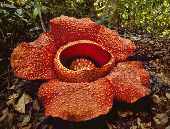 ������� �����