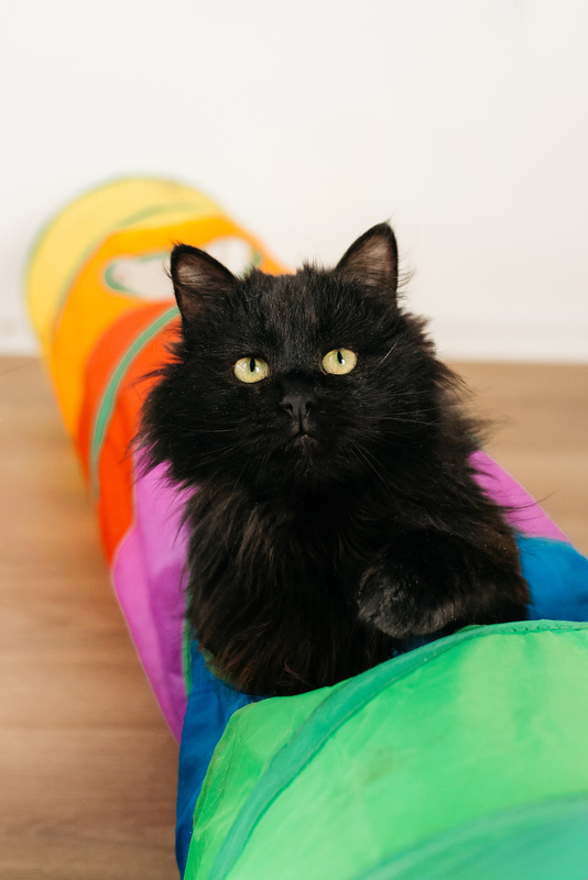 Черный кот,пушистый.1 скачать бесплатно – Spaces