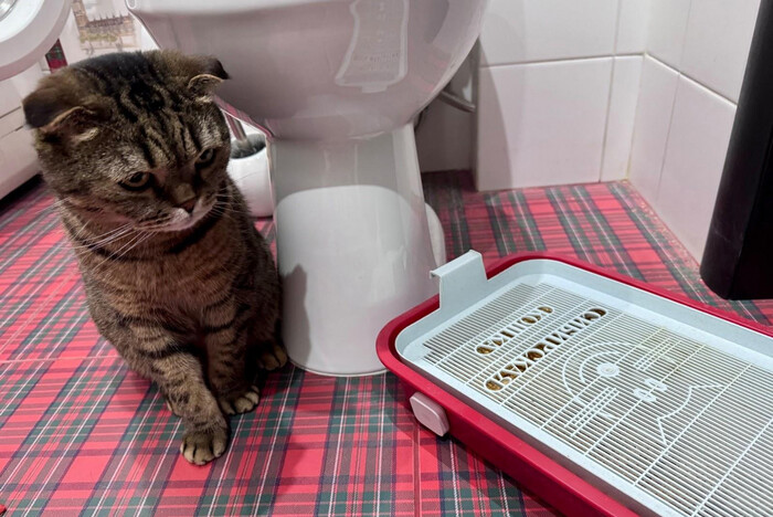 Датчик вибрации на кошачьем лотке