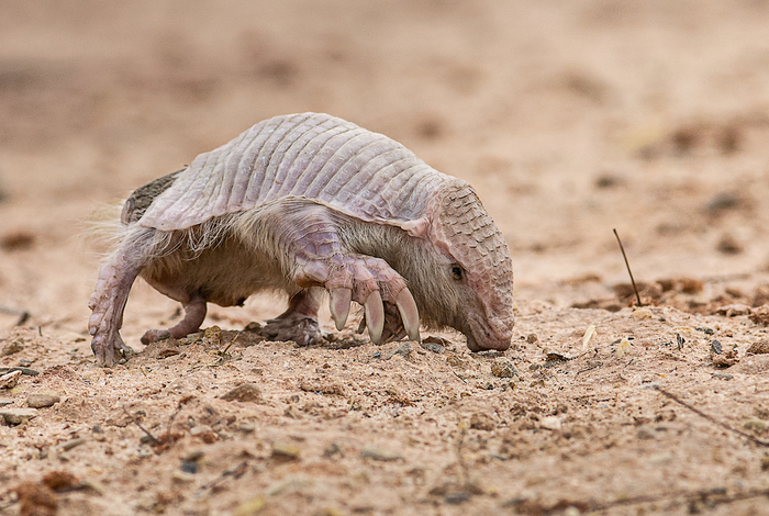 Экскаватор добирается своим ходом до новой строительной площадки.
