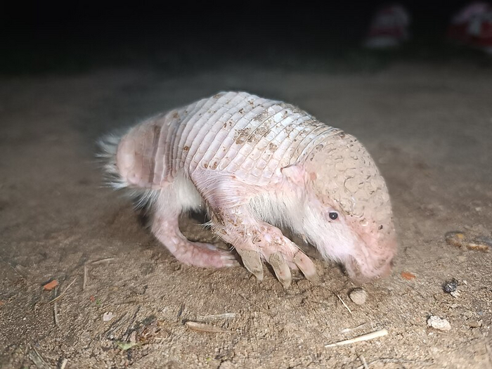 Обратите внимание: когти размером с голову!