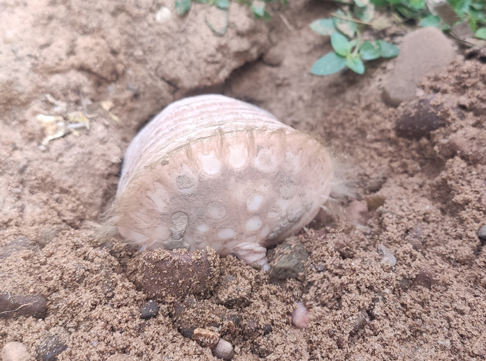 Знакомьтесь, бронепоп.