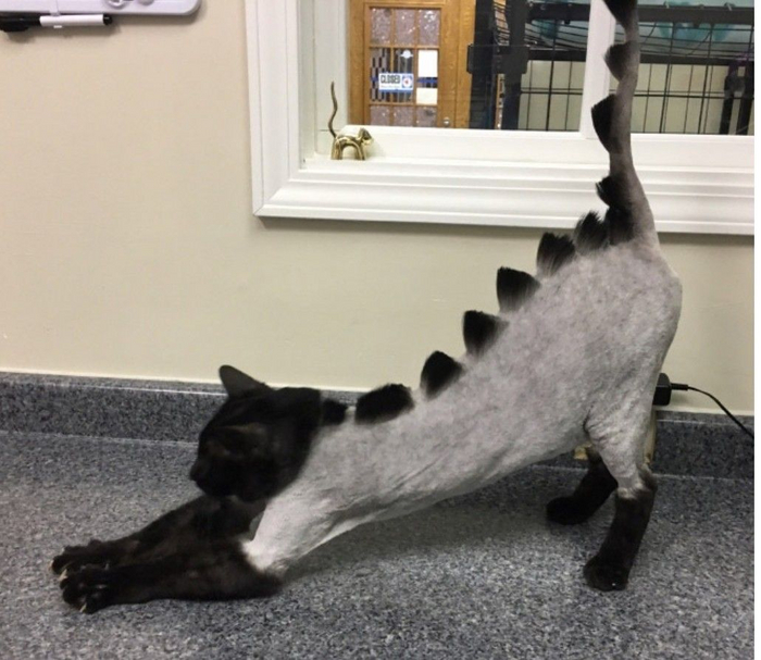 Такие "причёски" выглядят крайне креативно, но для животного это большой стресс. Как физический, так и психологический.