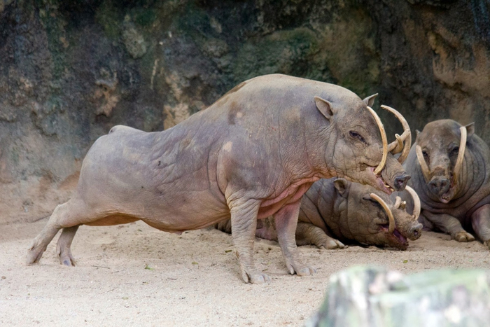 Вот что происходит, когда долго боишься идти к стоматологу.