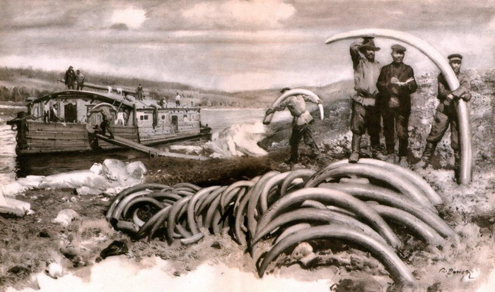 Кости отсортировывались по размеру и типу. Больше всего ценились бивни.