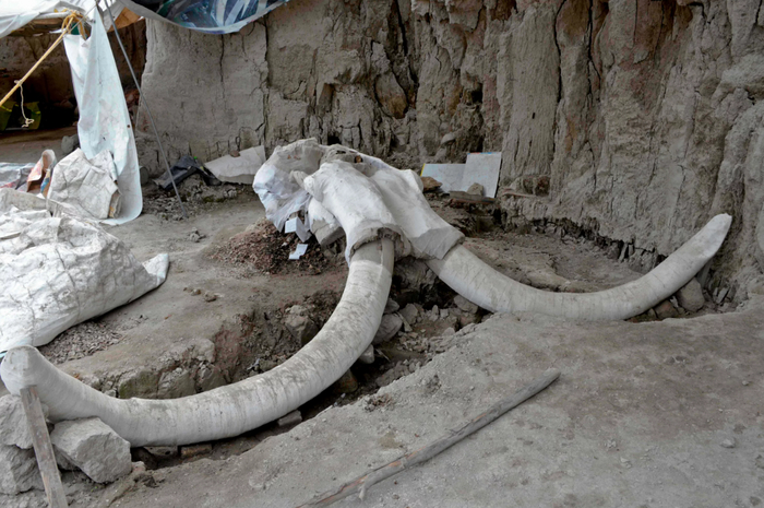 Если раньше Россия вывозила кости мамонтов, то теперь тщательно хранит и изучает. Ведь наша страна остаётся первой по количеству находок шерстяных гигантов.