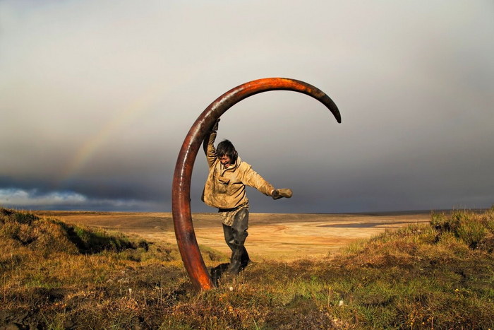 А может, древние гиперборейцы действительно разводили табуны мамонтов и катались на них как на лошадях?