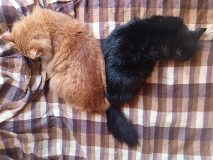 Как спят давно женатые