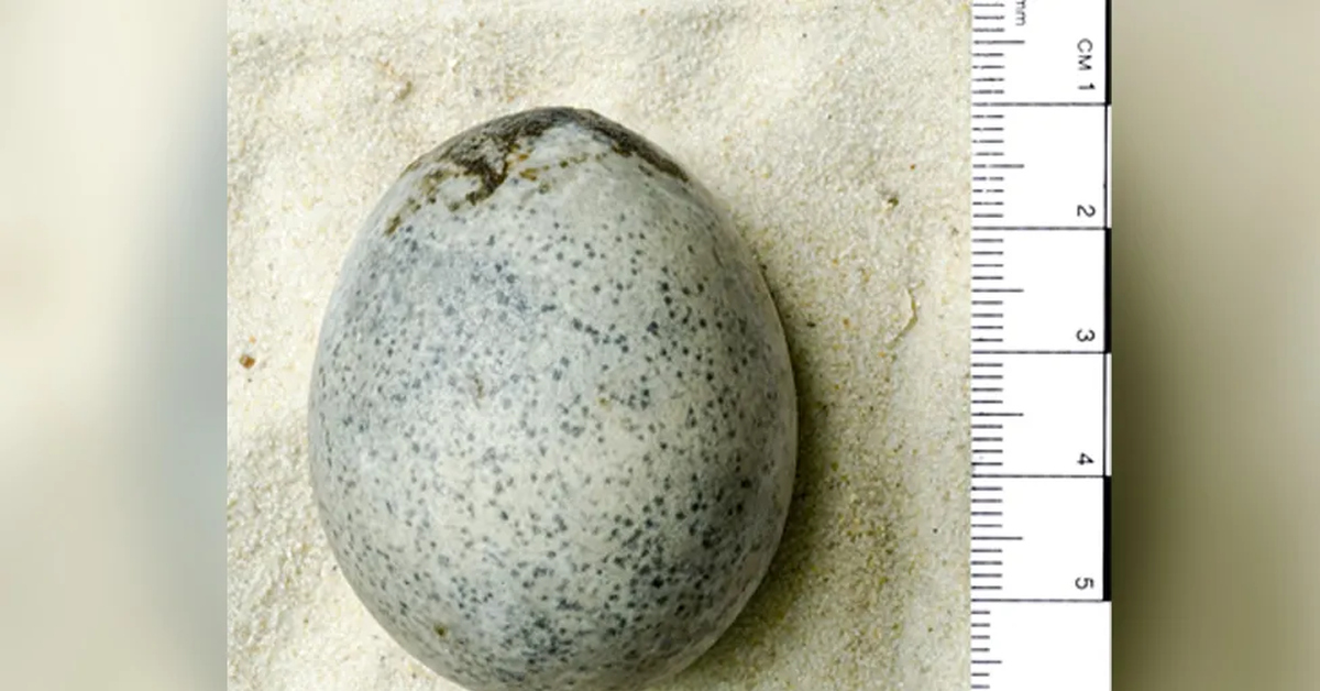 Куриный бог камень с дырочкой. Камень с дыркой. Синдром снижения яйценоскости птиц. Камень куриное яйцо. Яйцо разбилось.
