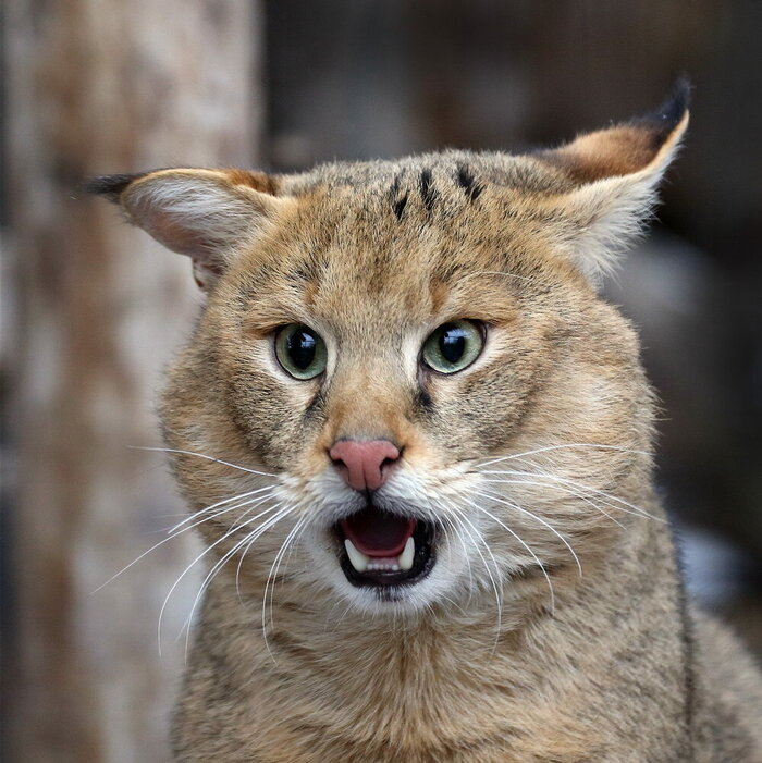 Когда увидел цены на сметану