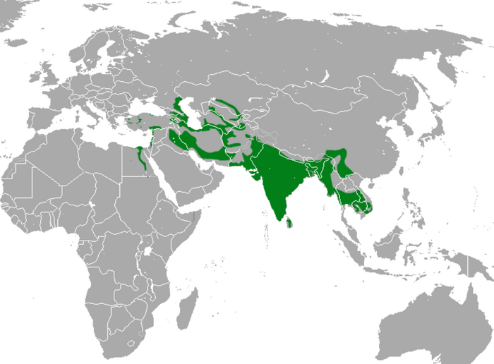 Ареал обитания
