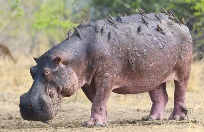 Единственное животные, которых бегемоты уважают всегда и беспрекословно – волоклюи. Они очищают кожу зверей от паразитов. Поссоришься с такими – зарастёшь клещами.