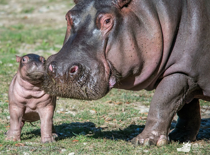Такой маленький, а уже хочет пустить тебя на колбасу.