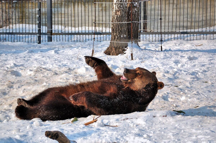 Медведица из Нижегородского зоопарка. Февраль 2020 года. Не спит и прекрасно себя чувствует!