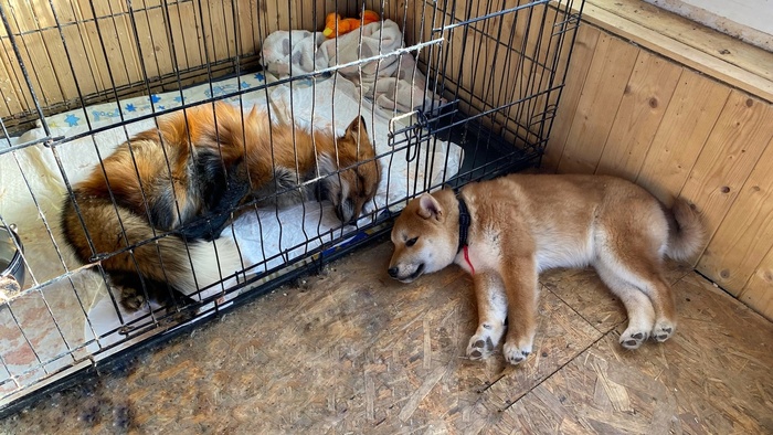 Сцобакен подружку не бросает, поддерживает как может. Поддержка самое ценное что может быть....