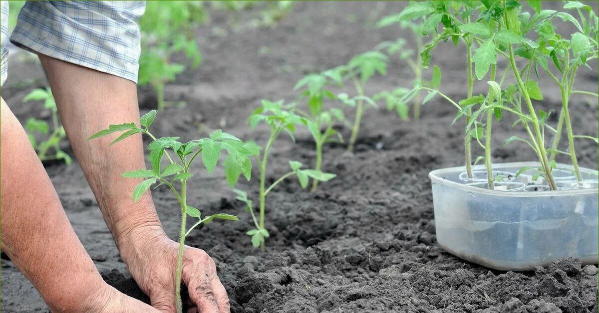 Как ухаживать за помидорами после посадки. Высадка рассады томатов в грунт. Высаживание рассады томатов. Посадка томатов в открытый грунт рассадой. Высаживание рассады помидор в открытый грунт.