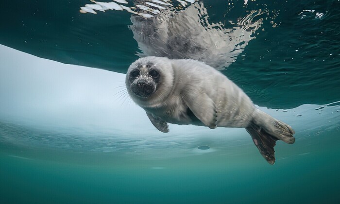 -А у вас рыбки не будет ?