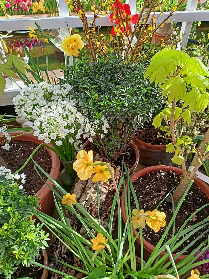 аптекарский огород