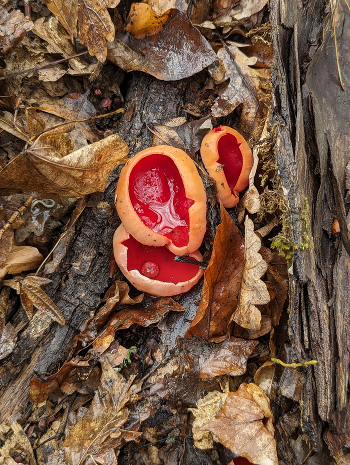 ������. ������������� ����. ���� ����