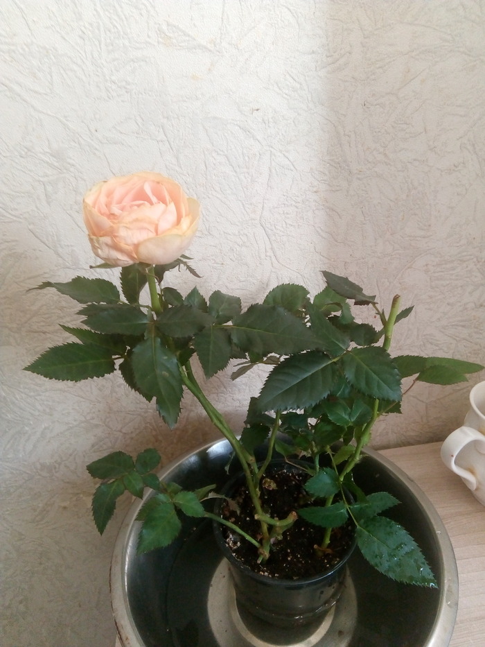 ����� ���� � ������� ������� ����� - ������, ���������. ������� � ���������� � ���������� ������.