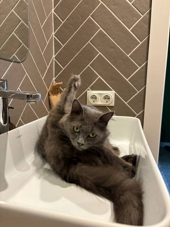 Ростов-на-Дону! Юная кошка ищет хозяина | Пикабу