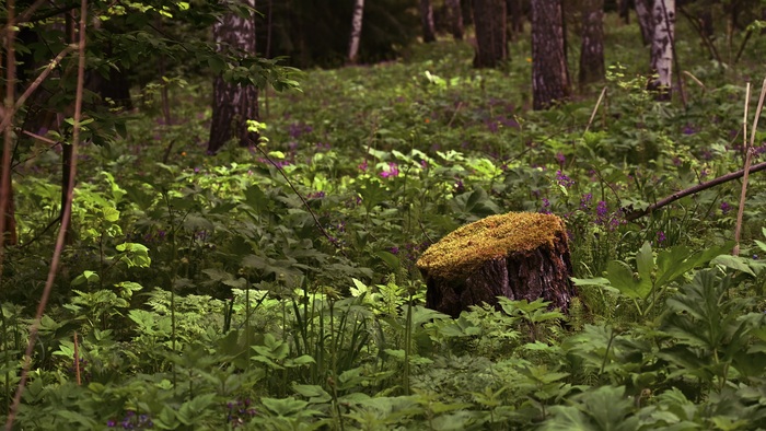 Новосибирск, Академ