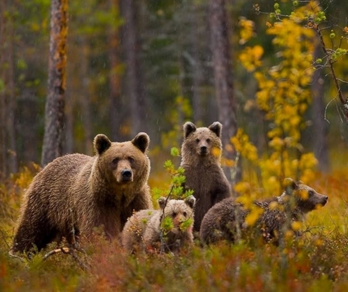 ����� ��������� � ����������� ������� ��������