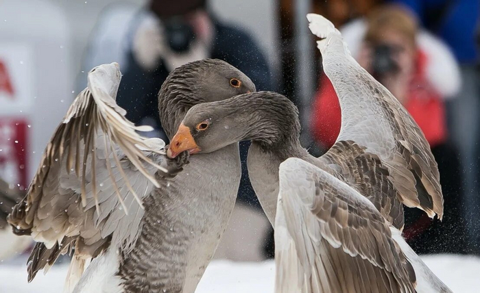       .       ,       .   ,      .