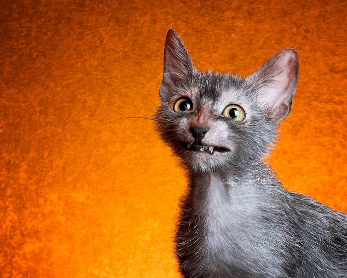 Ну а что вы хотели? Сегодня ведь полнолуние!