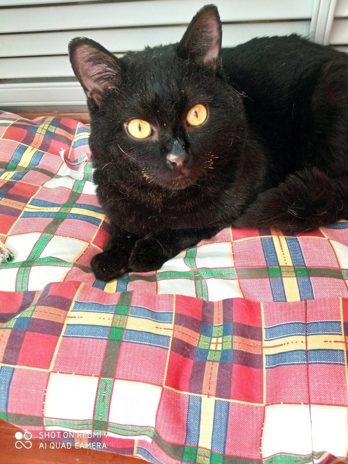 Феникс. Фото из группы ВК <a href="https://pikabu.ru/story/prodolzhenie_posta_sila_pikabu_sos_perm_i_permskiy_kray_okolo_40_koshek_obrechennyikh_na_muchitelnuyu_smert_nuzhdayutsya_v_perederzhkakh_srochno_11213636?u=https%3A%2F%2Fvk.com%2Fmurkot_perm&t=%D0%90%D0%9D%D0%9E%20%22%D0%A6%D0%B5%D0%BD%D1%82%D1%80%20%D0%BF%D0%BE%D0%BC%D0%BE%D1%89%D0%B8%20%D0%B1%D0%B5%D0%B7%D0%B4%D0%BE%D0%BC%D0%BD%D1%8B%D0%BC%20%D0%B6%D0%B8%D0%B2%D0%BE%D1%82%D0%BD%D1%8B%D0%BC%20%22%D0%9C%D0%A3%D0%A0%D0%9A%D0%9E%D0%A2%22%20%28vk.com%29&h=b9d4444dcf30095a6575e46b86a1473f5d4f750a" title="https://vk.com/murkot_perm" target="_blank" rel="nofollow noopener">АНО "Центр помощи бездомным животным "МУРКОТ" (vk.com)</a>