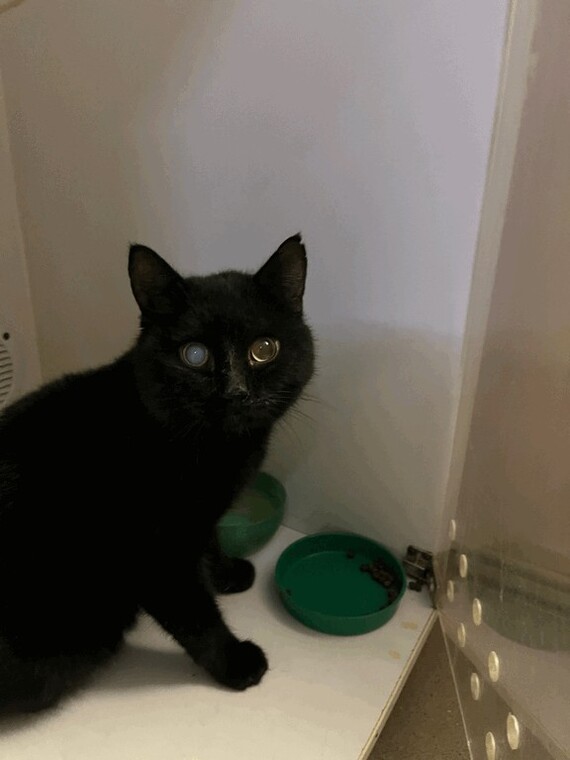 Кот Гобелен. Брутал, но очень ласковый. На глазу - бельмо, немного чихает, возраст 5-7 лет, не кастрат