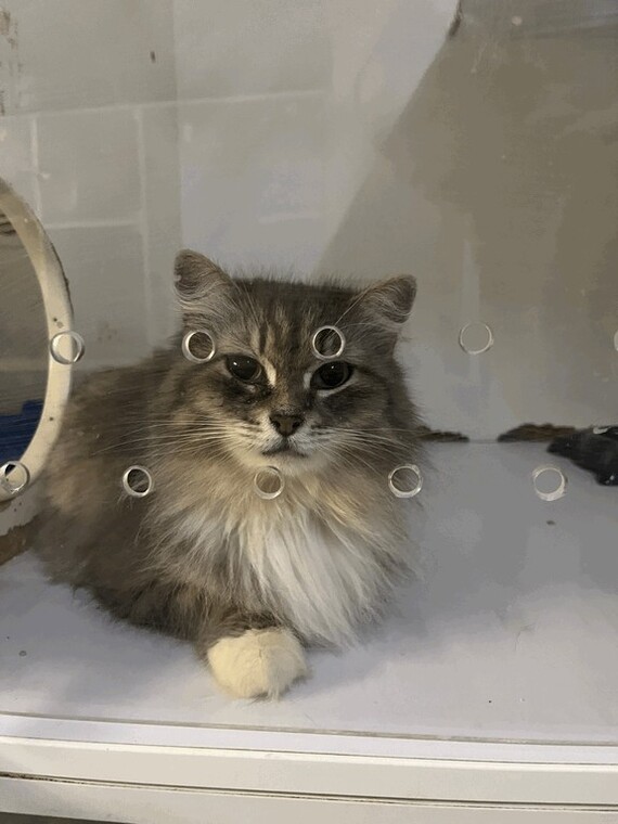 Кошка Кисея, возраст до 2 лет, ласковая, нежная, немного слезятся глаза, стерилизована