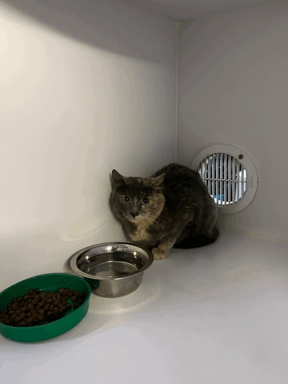 Кошка Джерси, возраст до 2 лет (на самом деле около года), трусишка, скорее всего просто на стрессе от переезда, визуально здорова, не стерилизована