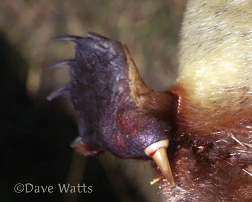 <a href="https://pikabu.ru/story/priroda_11216041?u=https%3A%2F%2Fpikabu.ru%2Fstory%2Futkonos_vse_chto_vyi_ne_znali_o_pervozvere_7577296%3Futm_source%3Dlinkshare%26utm_medium%3Dsharing&t=%D0%A3%D1%82%D0%BA%D0%BE%D0%BD%D0%BE%D1%81%3A%20%D0%92%D1%81%D0%B5%2C%20%D1%87%D1%82%D0%BE%20%D0%B2%D1%8B%20%D0%BD%D0%B5%20%D0%B7%D0%BD%D0%B0%D0%BB%D0%B8%20%D0%BE%20%D0%9F%D0%B5%D1%80%D0%B2%D0%BE%D0%B7%D0%B2%D0%B5%D1%80%D0%B5&h=a79a5f67125ee6e8e565de5400016ef39176ff80" title="https://pikabu.ru/story/utkonos_vse_chto_vyi_ne_znali_o_pervozvere_7577296?utm_source=linkshare&utm_..." target="_blank">: ,      </a>