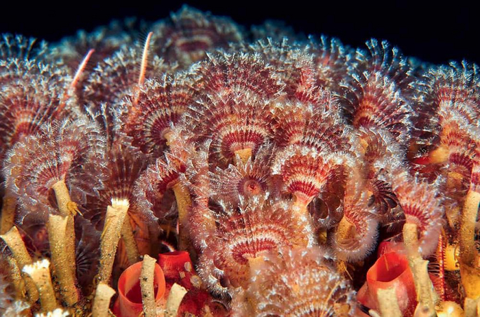 Вот такую красоту может породить погибший кит.