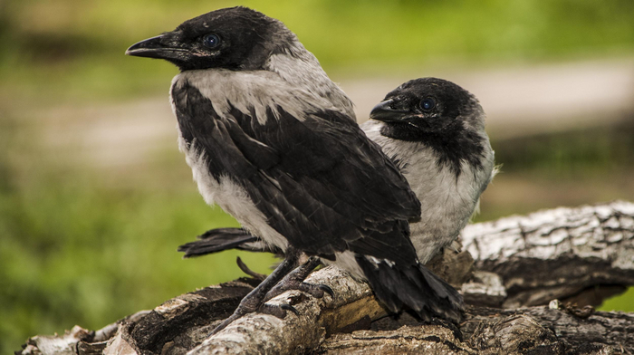 Слётки могут выглядеть как больные особи. Но не потому, что с ними что-то не так, а потому, что у них активно меняется перо с детское на взрослое.