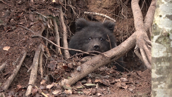Господи, мама, что из тебя выходит? Мой второй брат?!