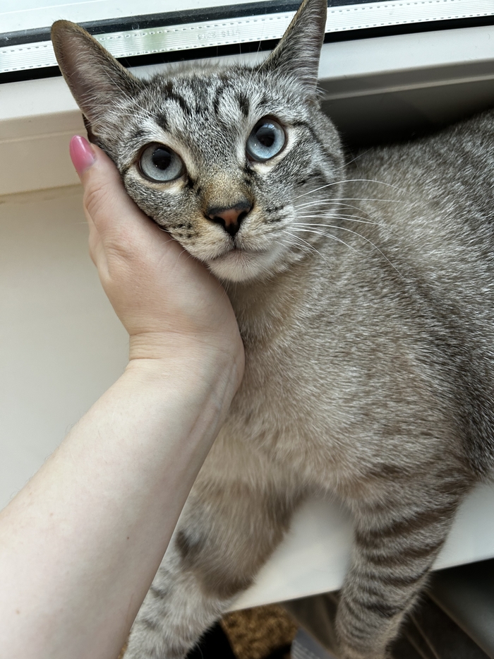 Телячьи нежности