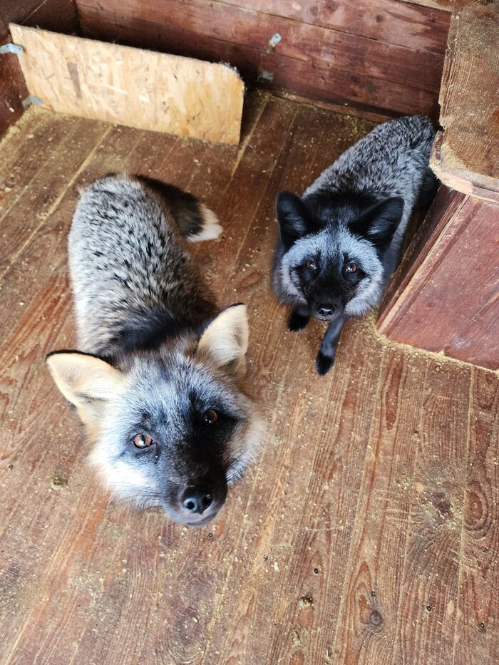 Симба. Окрас чернобурка. Китцу. Окрас черное серебро.