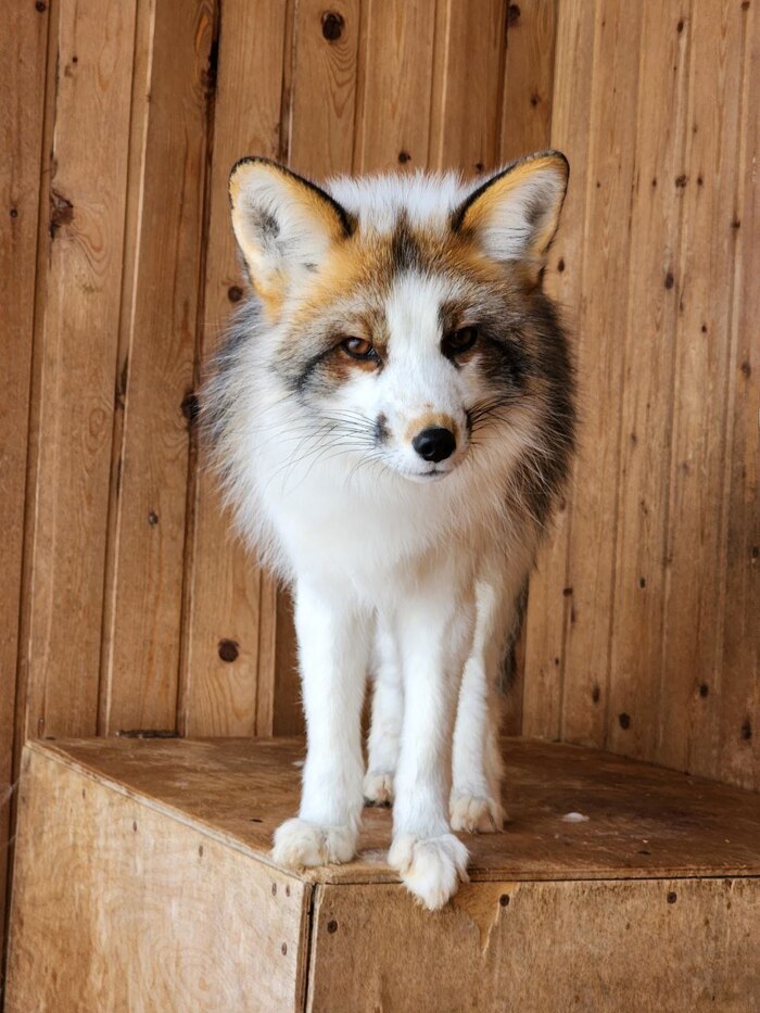 Майло. Окрас мраморная, золотая крестовка.