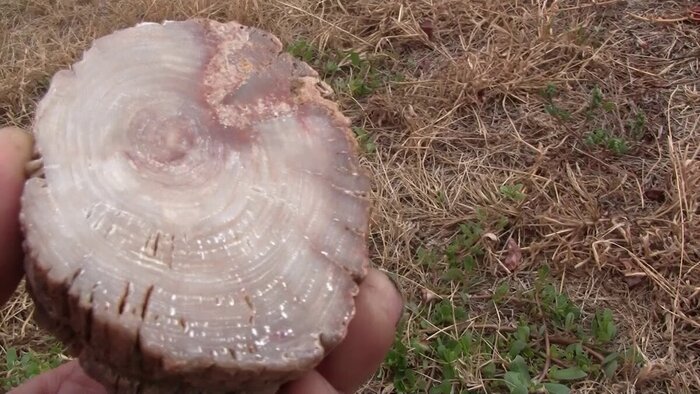 Срез окаменевшего дерева