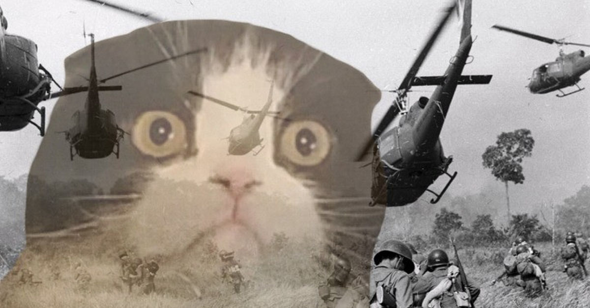 Кот на войне