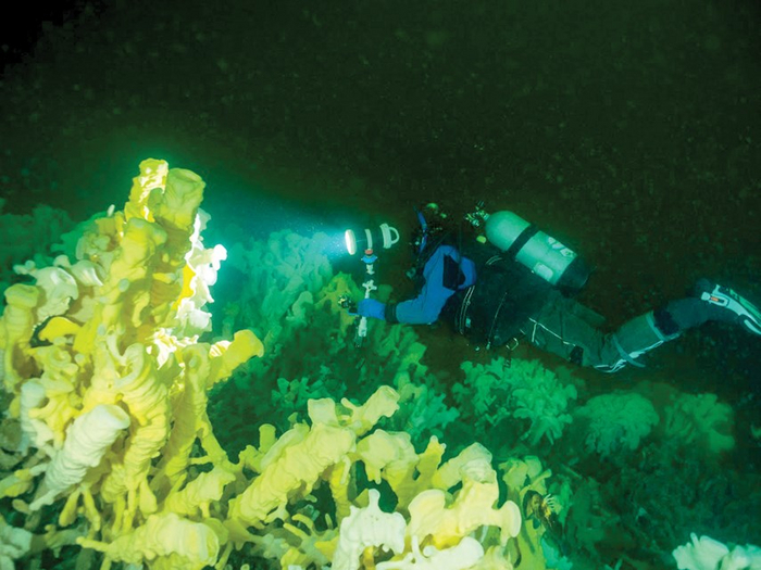 Чем старше «сад» губок, тем менее прозрачным он становится. Захватывающий пейзаж!