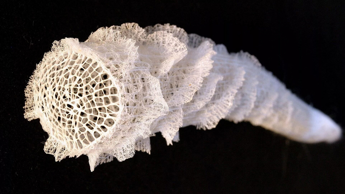 Трипофобам лучше побыстрее пролистать эту фотографию.