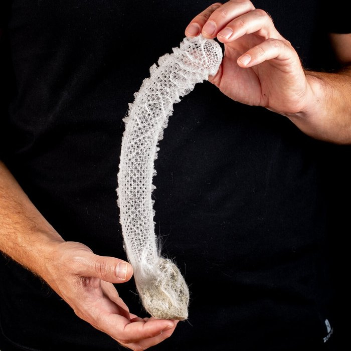 Как и все губки, наши герои – фильтраторы. Всю жизнь они мирно пропускают через себя водичку, поглощая органические вещества в ней.