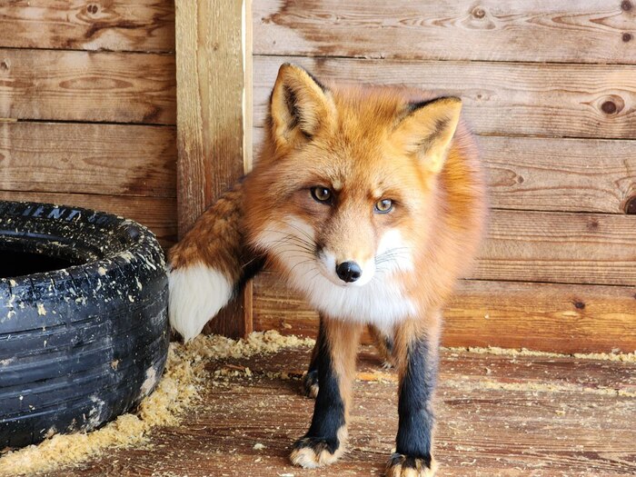 �����. ����� ��������+������