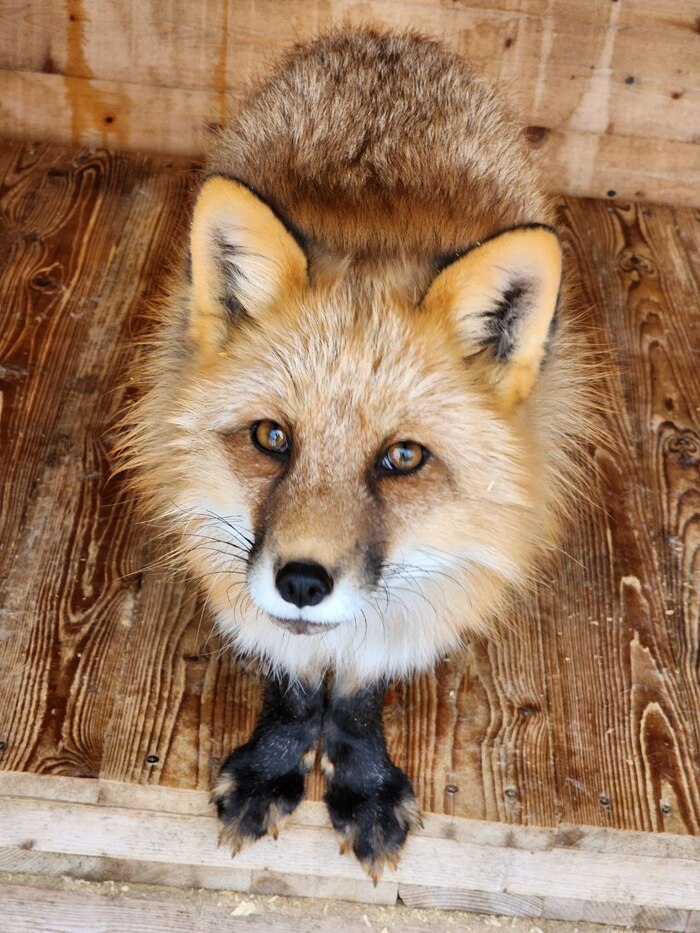 ����-����. ����� �������� ������ �� �����