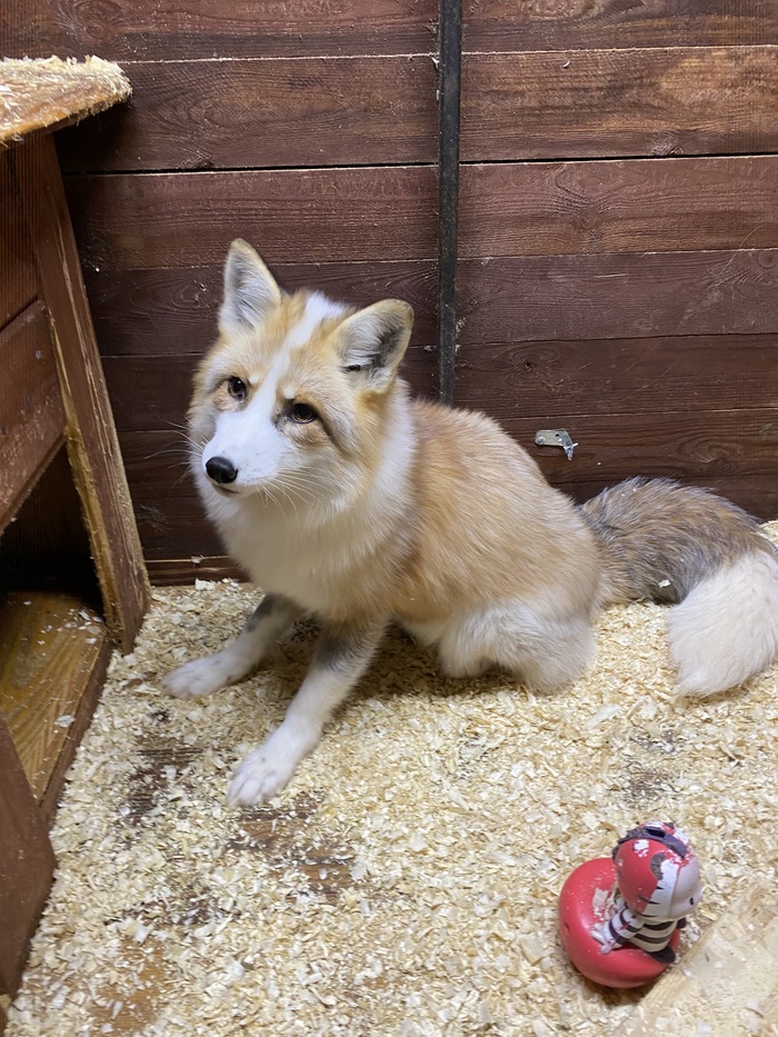 ���. ����� �������� �������