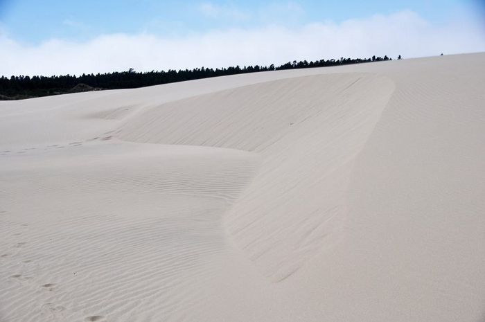 Песчаные дюны Орегона стали темой неопубликованной статьи Фрэнка Герберта, из которой впоследствии выросла «Дюна»